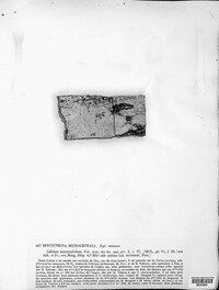 Image of Sphinctrina anglica